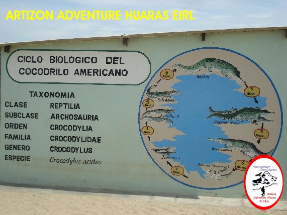 Ciclo Biolgico del Cocodrilo Americano en los Manglares de Tumbes